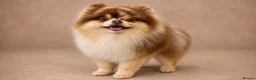 Pomeranian dogs for stud: STUD🧬🦴 - Advert 1