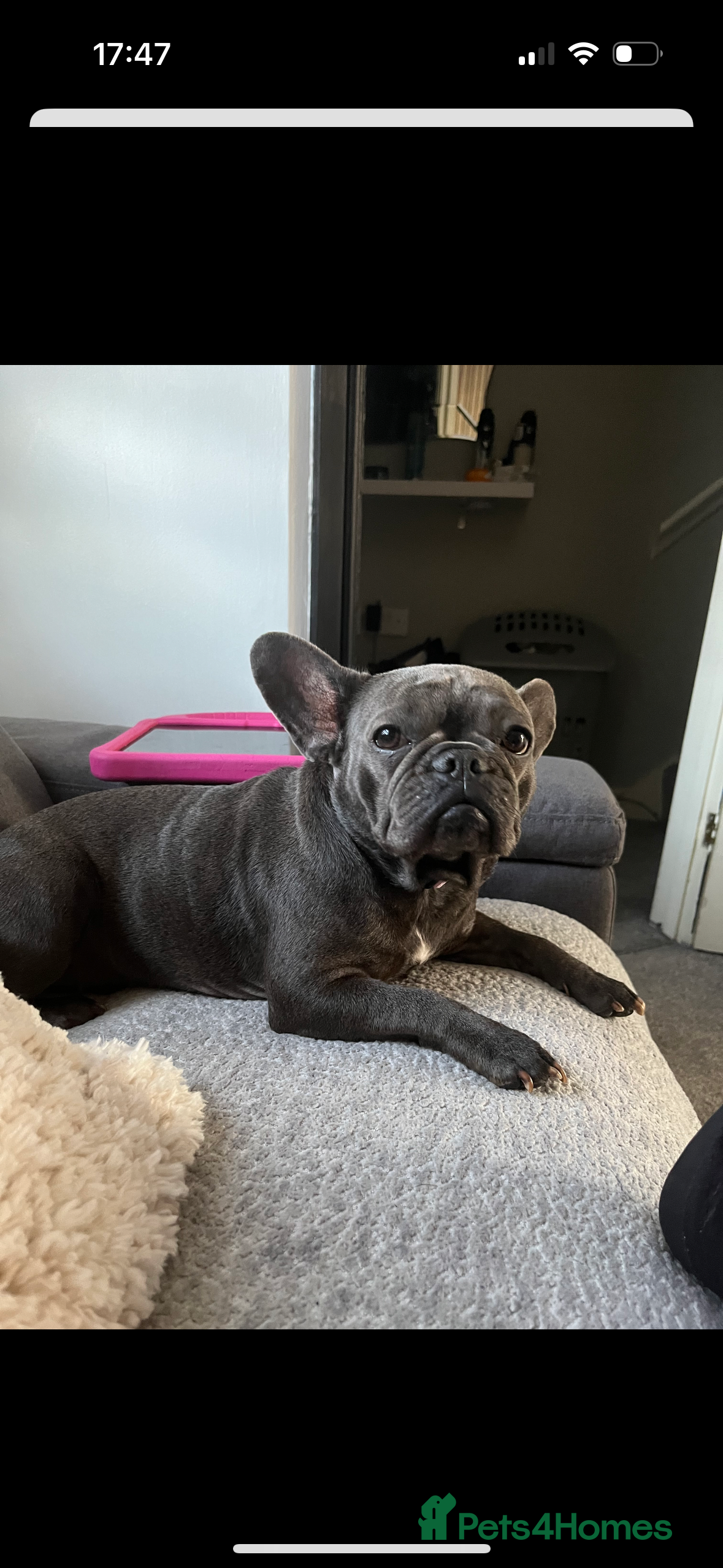 French Bulldog dogs French bulldog for rehoming  - Advert 1