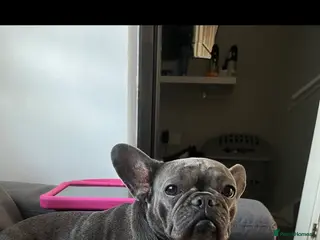 French Bulldog dogs French bulldog for rehoming - Advert 1