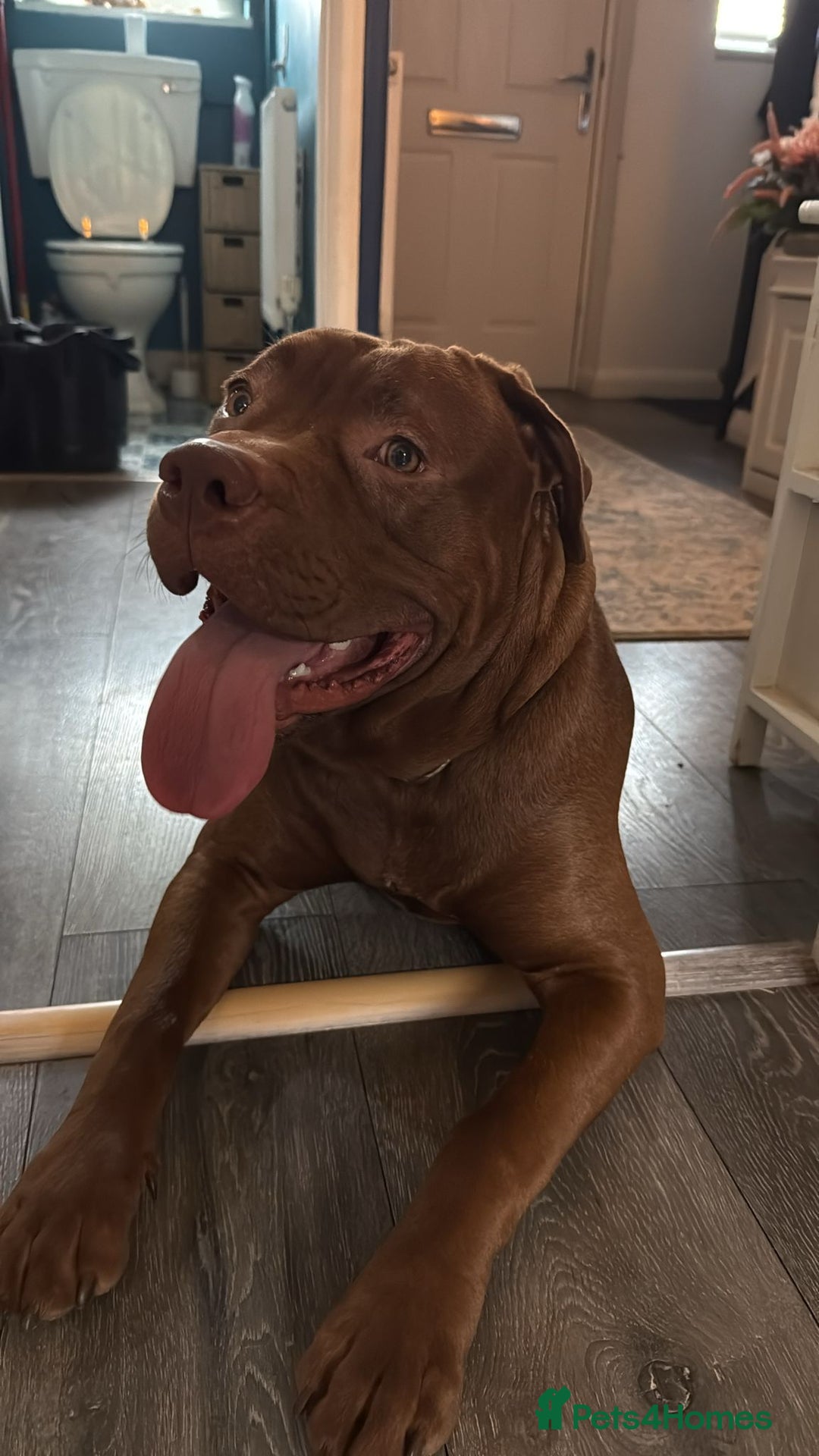 Mixed Breed dogs for sale: Rocco - Advert 3