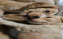 Cocker Spaniel dogs for sale: LAST 1l2: Show Cocker Spaniel Males 💛💚 - Image 12