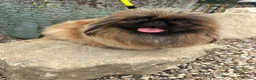 Pekingese dogs for sale: BEAUTIFUL PEKINGESE GIRL PUPPY  - Advert 1