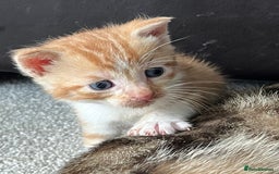 Mixed Breed cats for sale: Boy litter  - Image 2
