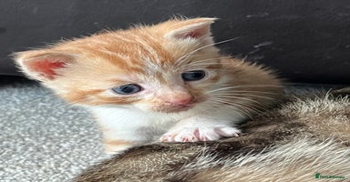 Mixed Breed cats - Advert 13