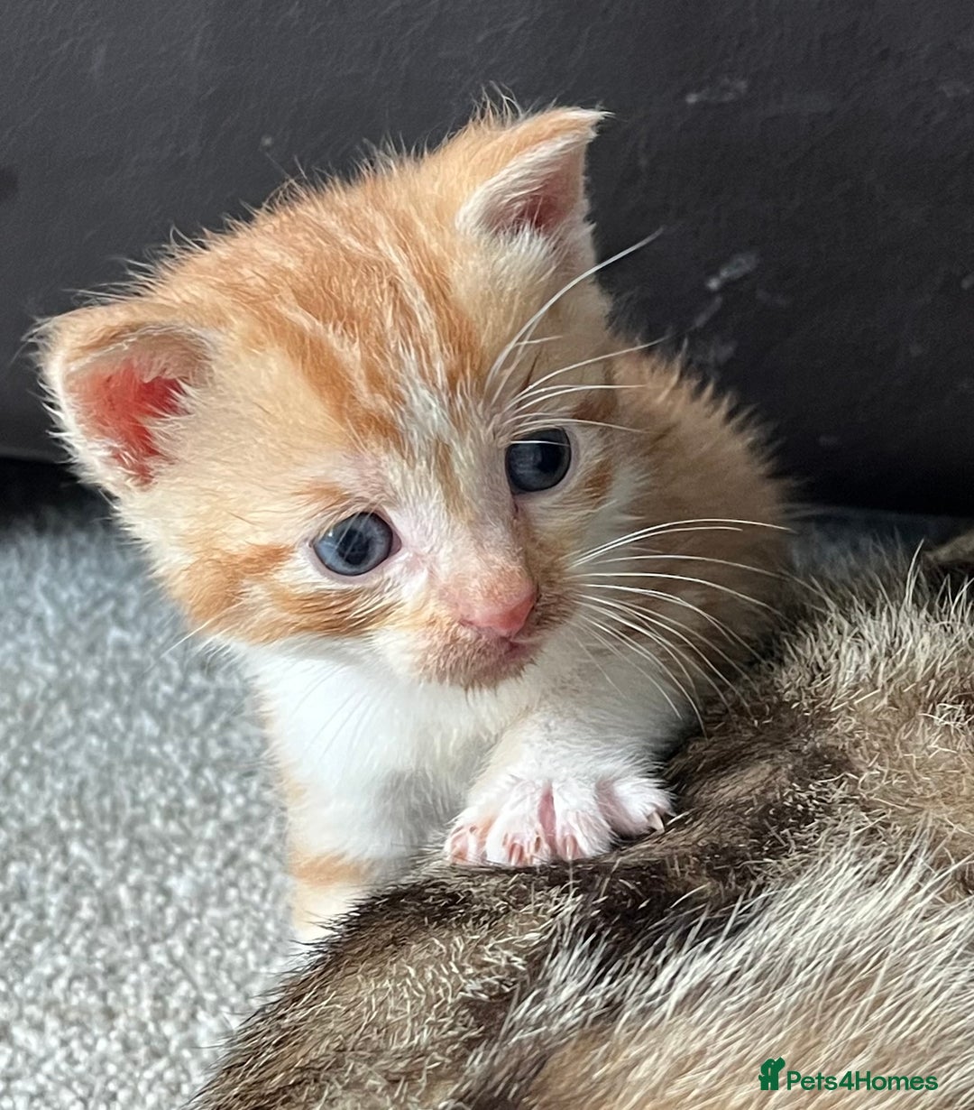 Mixed Breed cats for sale: Boy litter  - Image 2