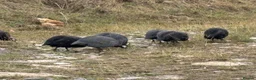 Guinea Fowl poultry for sale: Guinea Fowl - Advert 12