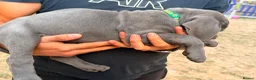 Cane Corso dogs for sale: Cane corso puppies - Advert 5