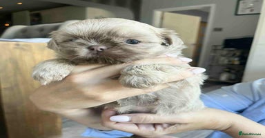 Shih Tzu dogs - Advert 5