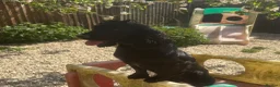 Cockapoo dogs for sale: 💖 Exceptional F1 Cockapoo Puppies 💖  - Advert 9