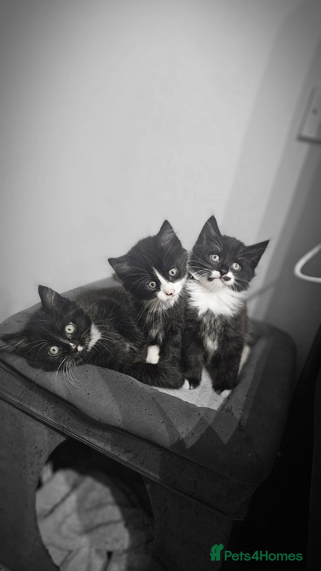 Mixed Breed cats for sale: Adorable 4 Kittens for Sale! - Image 4