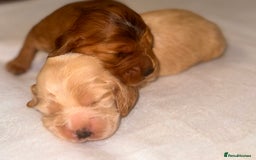 Cocker Spaniel dogs for sale: 🐶🐾beautiful show cocker spaniel puppy’s 🐶🐾 - Image 8