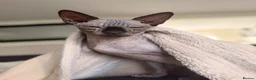 Sphynx cats for sale: 7-Month-Old Male & Female Sphynx Cats For Sale - Advert 4