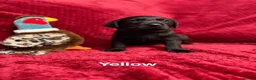 Labrador Retriever dogs for sale: Black Labrador Puppies  - Advert 3