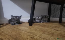 Maine Coon cats for sale:  TICA Registered Maine Coon Kittens Silver Tabby  - Image 3