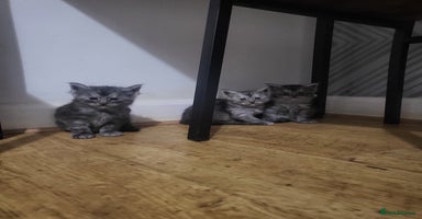 Maine Coon cats - Advert 16