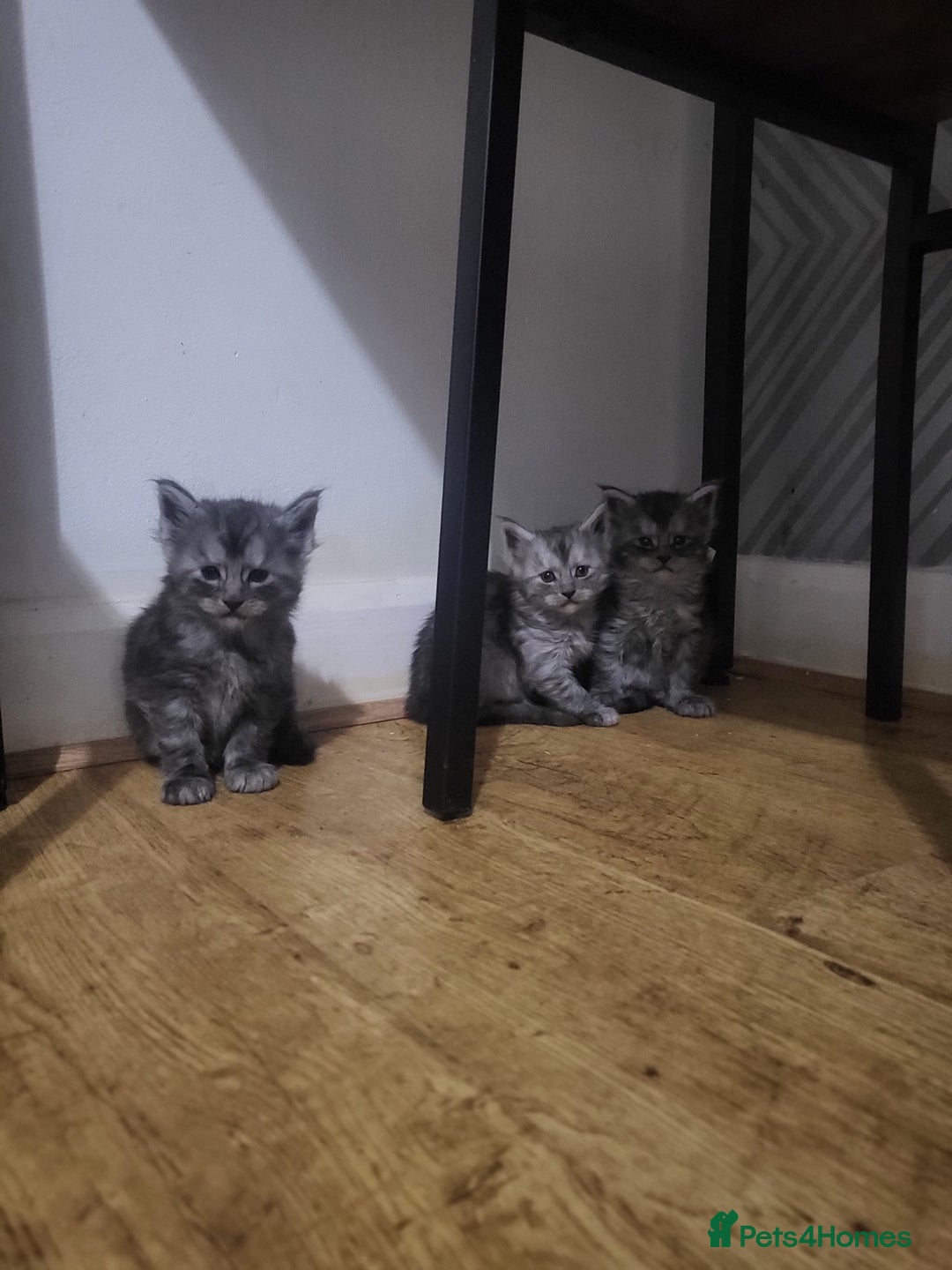 Maine Coon cats for sale:  TICA Registered Maine Coon Kittens Silver Tabby  - Image 3