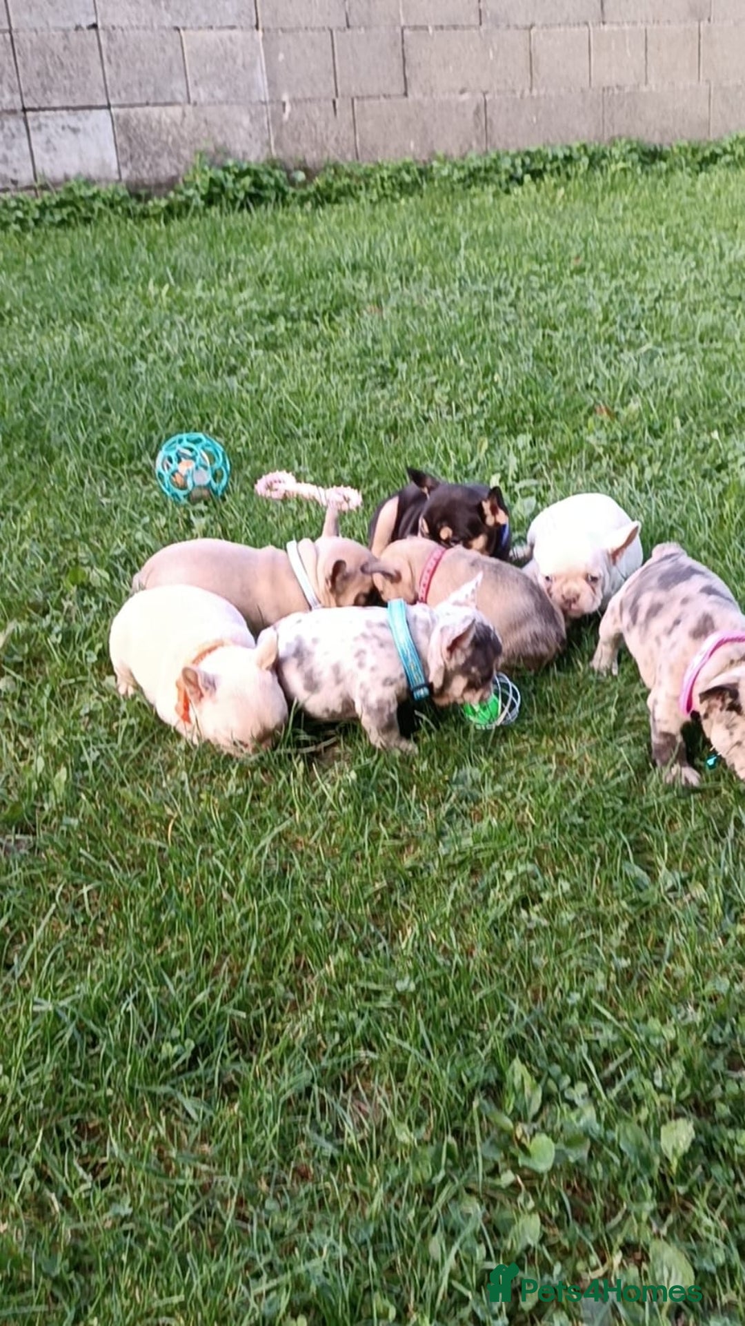 French Bulldog dogs for sale: ❤️ 🐶 beautiful French bulldog puppies ❤️🐶 - Image 6