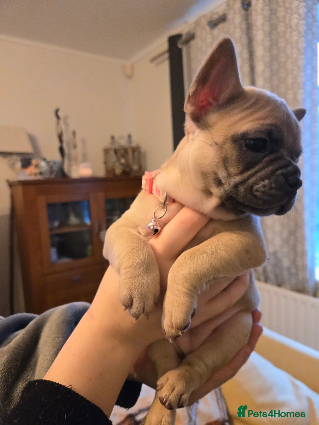 French Bulldog dogs for sale: French bulldog puppies.  - Advert 25