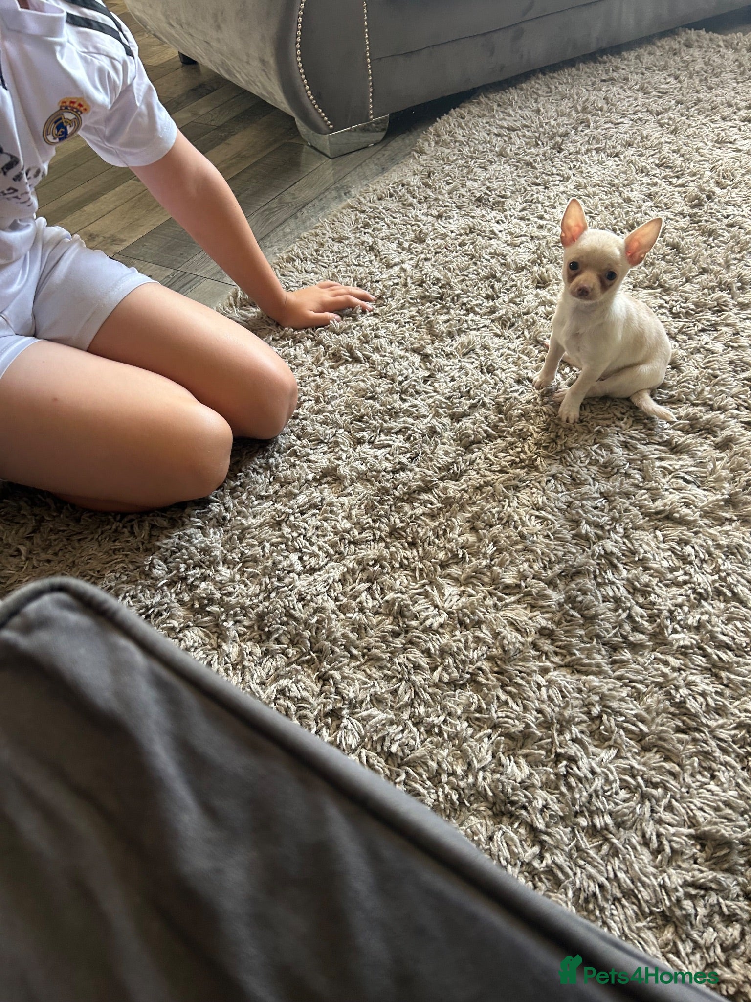 Chihuahua dogs Chihuahua  - Advert 13