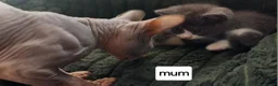 Mixed Breed cats for sale: Persian x sphynx  accidental litter - Advert 6