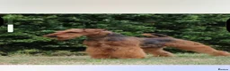 Airedale Terrier dogs for sale: Airedale terrier puppies - Advert 2