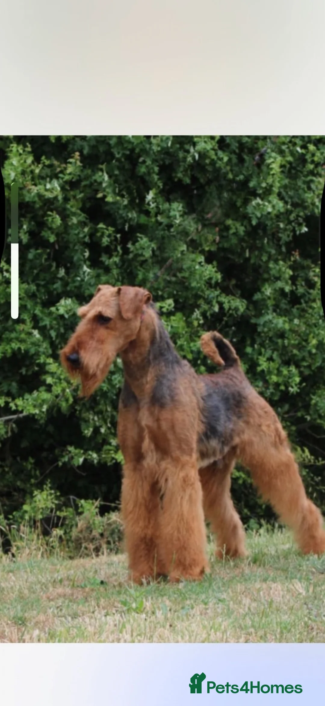 Airedale Terrier dogs for sale: Airedale terrier puppies - Advert 2