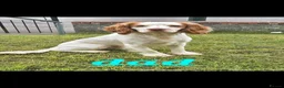 Sprocker dogs for sale: Sprocker Spaniels  - Advert 3
