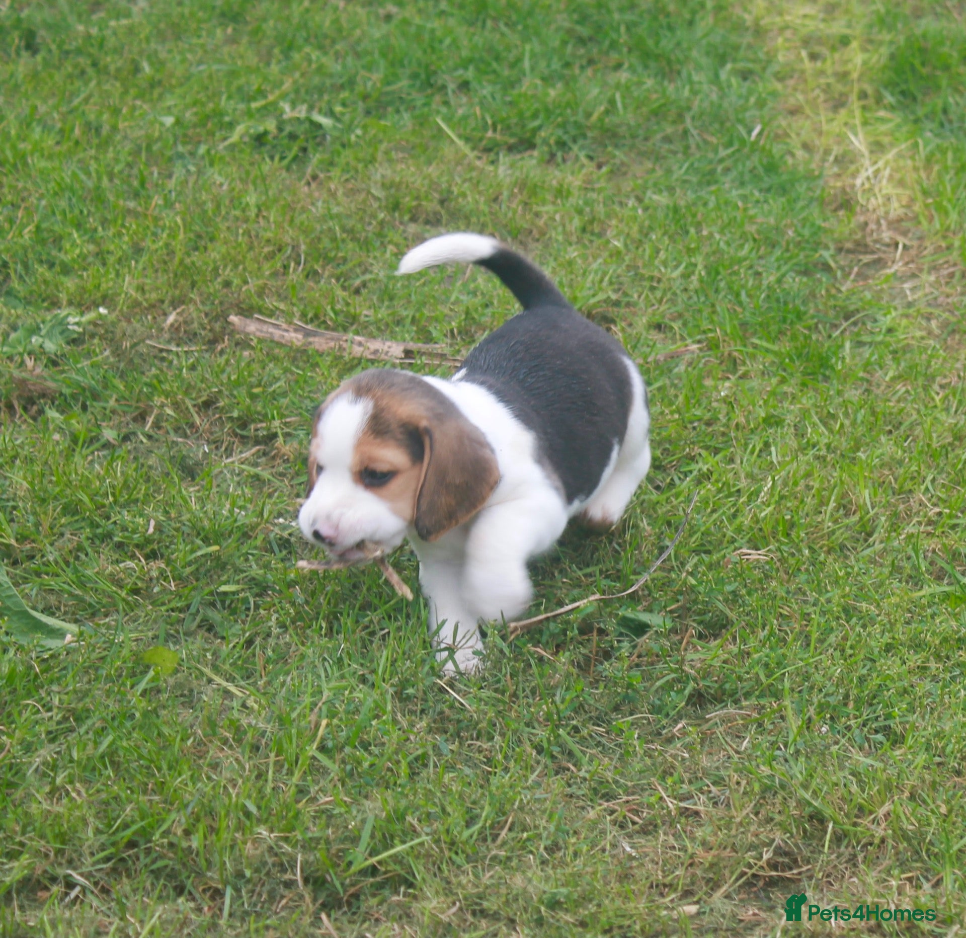 Beagle dogs BEAUTIFUL ROYAL KENNEL CLUB REG BEAGLE PUPPIES - Advert 14