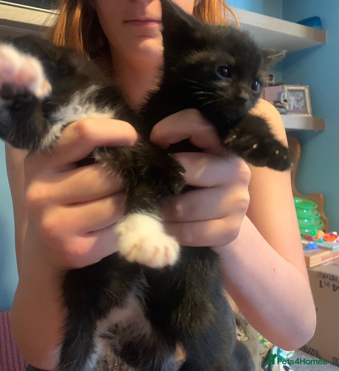 British Shorthair cats for sale: Beautiful kittensSOLD - Image 3