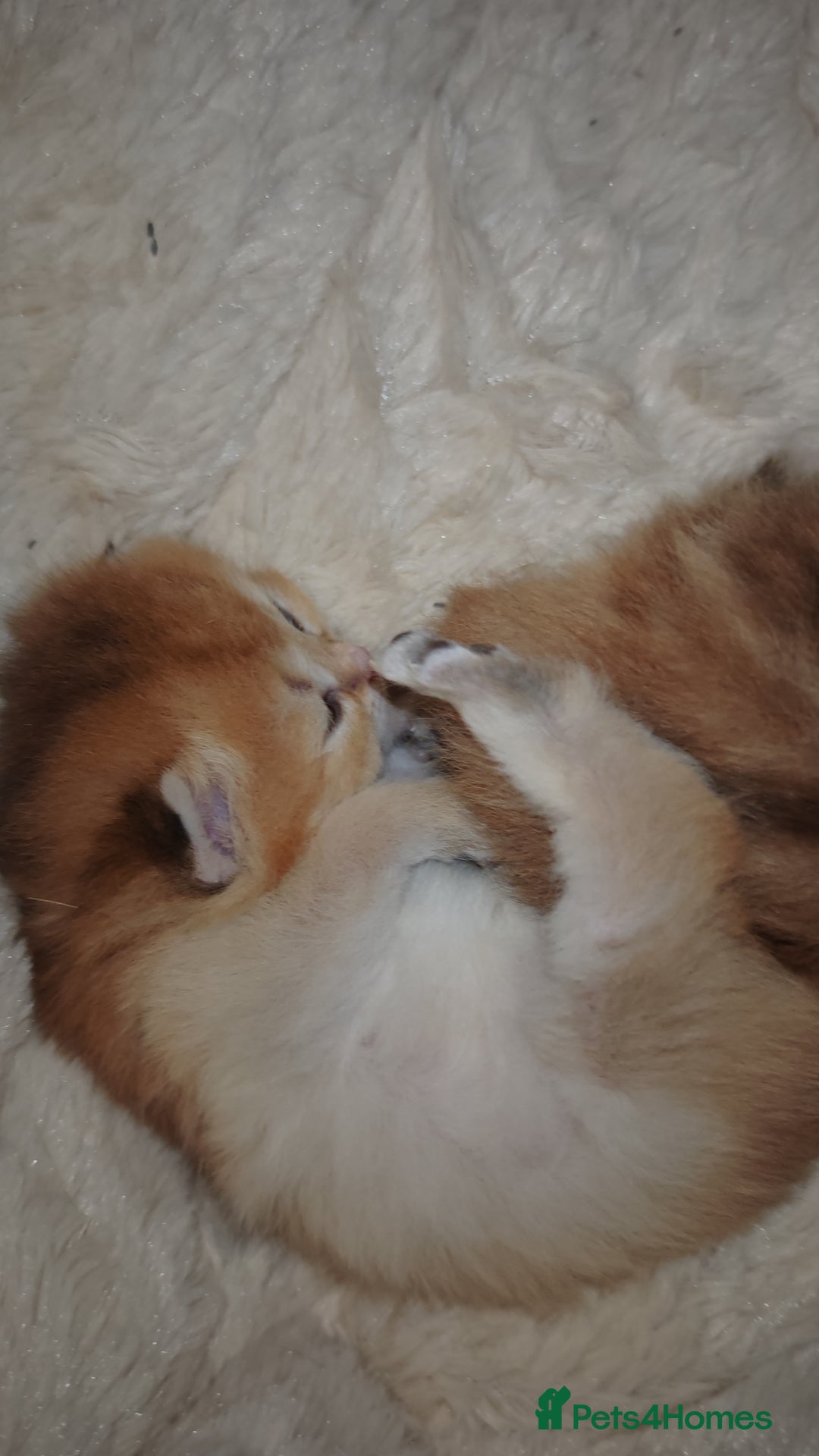 British Shorthair cats for sale: Stunning pedigree BSH Golden black Chinchilla  - Advert 8