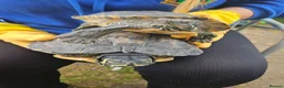 Turtle reptiles for sale: 2 Turtles Land and Water  in Shipley - Advert 1