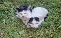 Domestic Shorthair cats for sale: 5 beautiful kittens looking for a good homes  - Image 10
