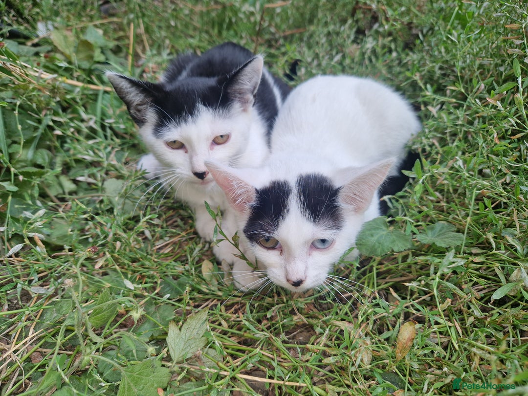 Domestic Shorthair cats for sale: 5 beautiful kittens looking for a good homes  - Image 10