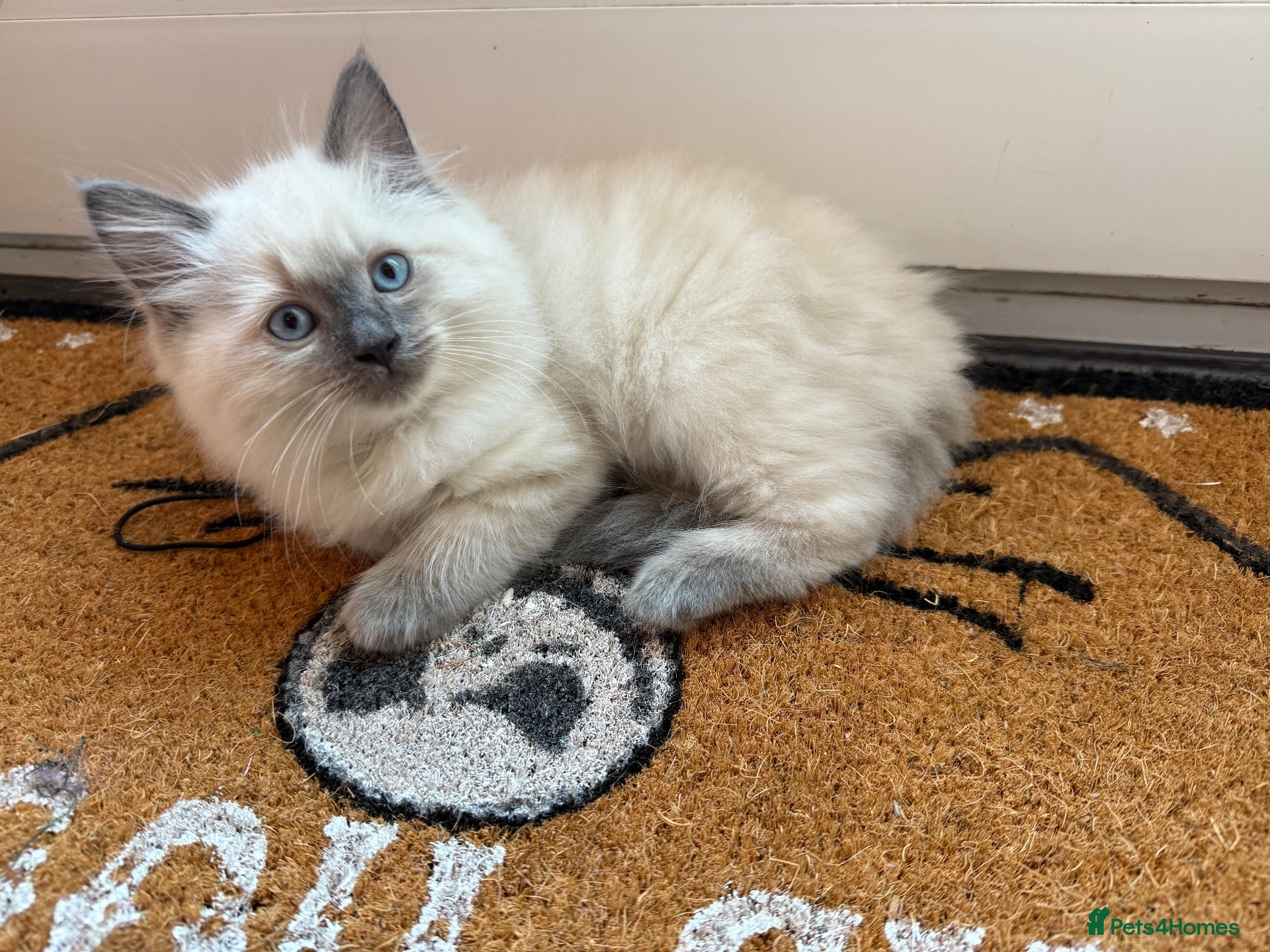 Ragdoll cats 2 male Ragdoll kittens. Ready now - Advert 17