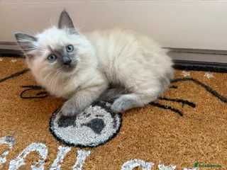 Ragdoll cats 2 male Ragdoll kittens. Ready now - Advert 5