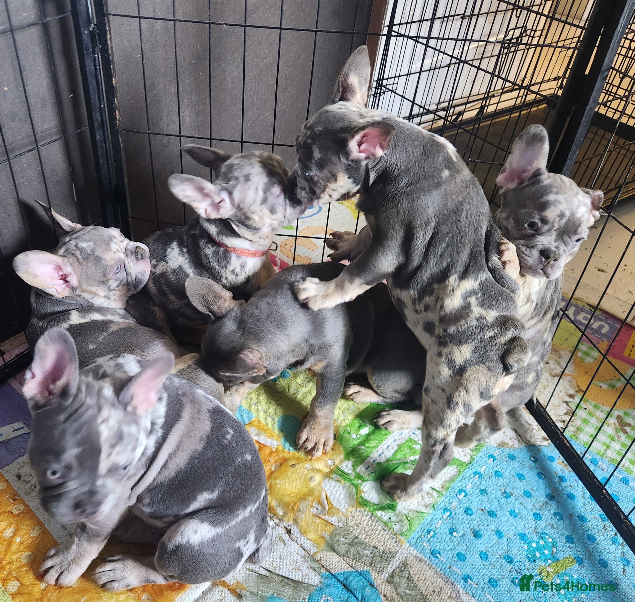 French Bulldog dogs Most Ardoarble Frenchies - Advert 16