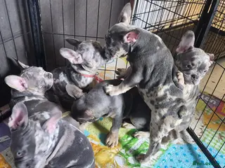 French Bulldog dogs Most Ardoarble Frenchies - Advert 16