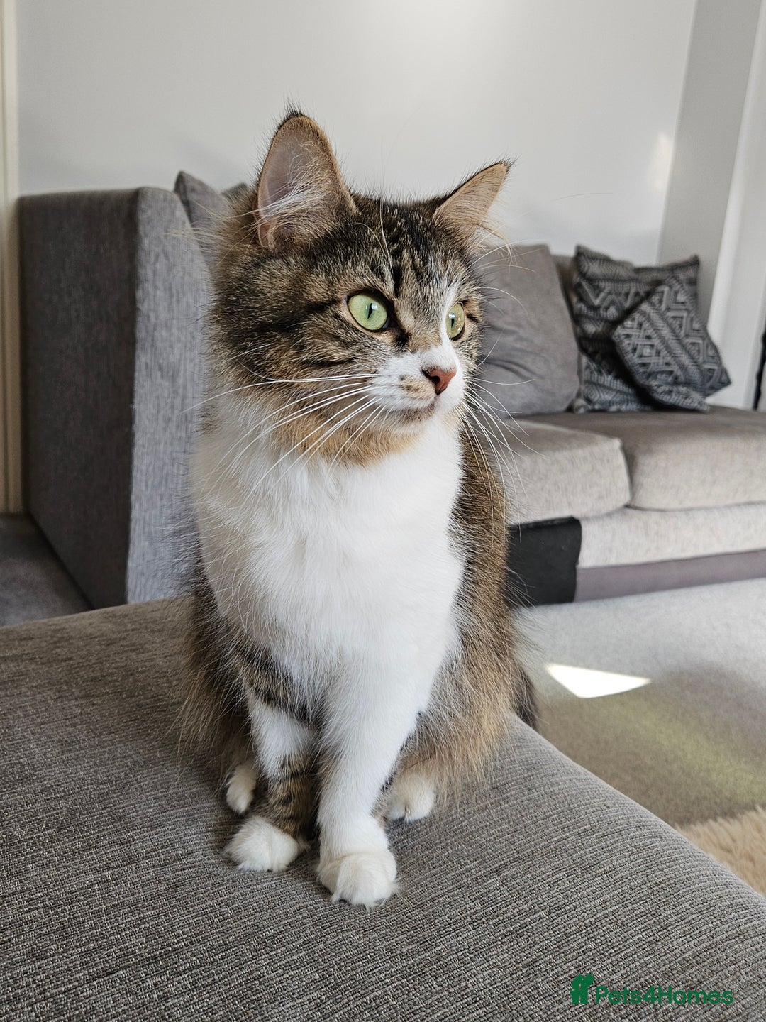 British Shorthair cats for sale: Adorable kittens  - Advert 15