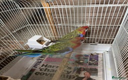 Parakeets birds for sale: Rosella and Lovebird for sale - Image 2