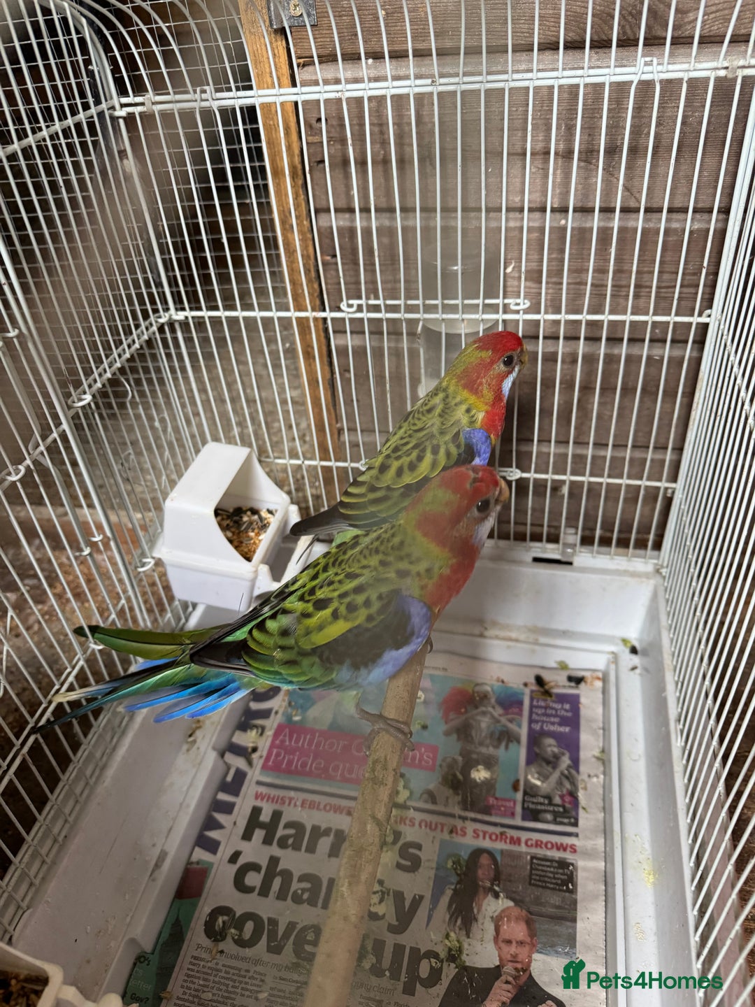 Parakeets birds for sale: Rosella and Lovebird for sale - Image 2