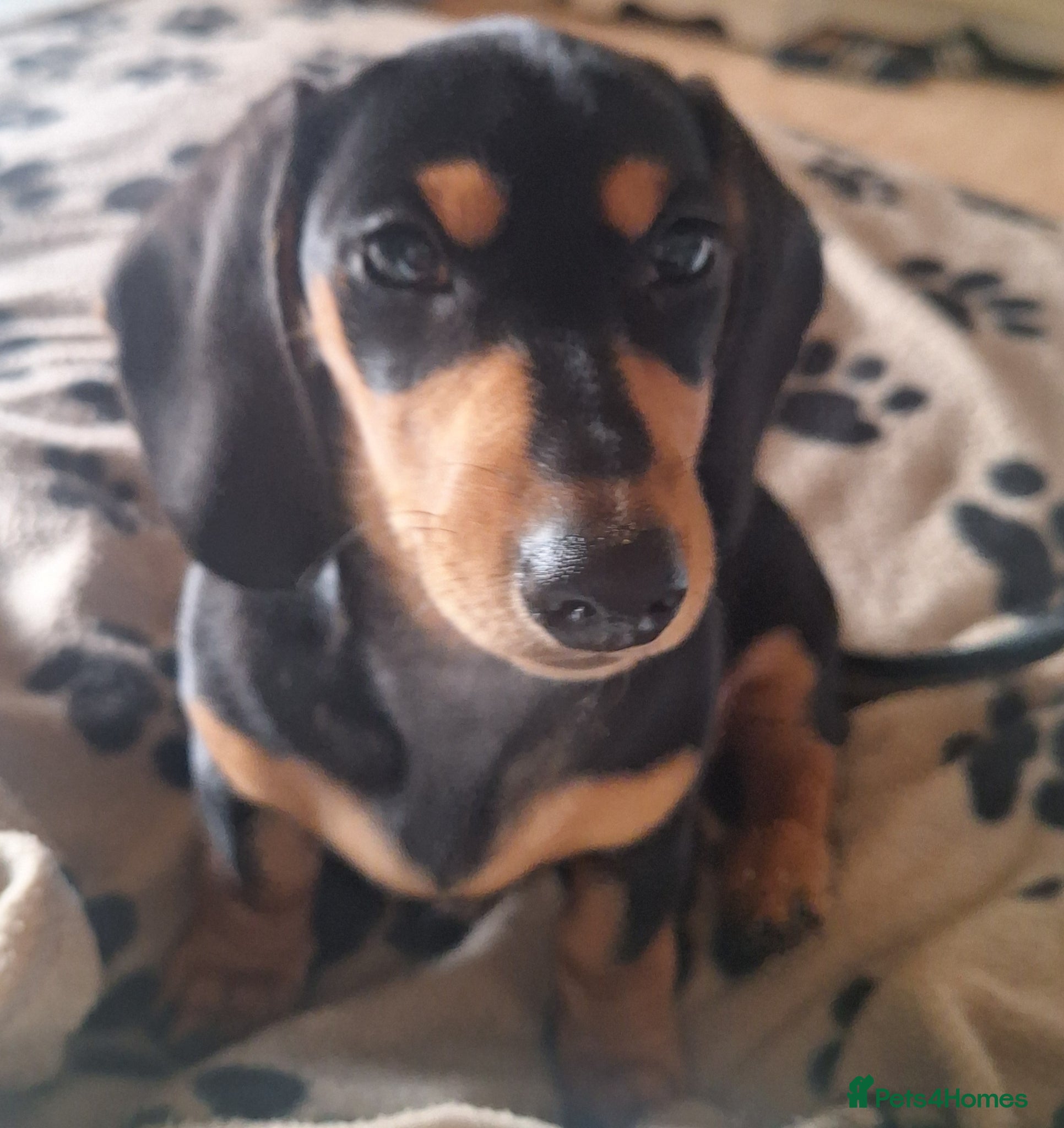 Dachshund dogs Black and tan female available  - Advert 6