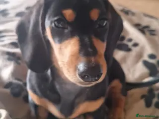 Dachshund dogs Black and tan female available - Advert 6