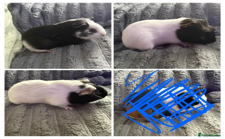 Guinea Pig rodents - Advert 14
