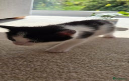 Mixed Breed cats for sale: Adorable Black & White Kittens - Image 29