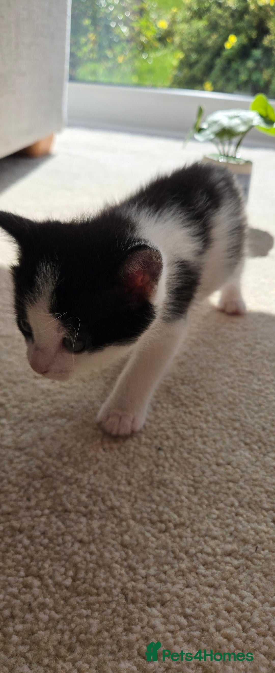 Mixed Breed cats for sale: Adorable Black & White Kittens - Image 29