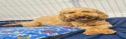 Cockapoo dogs for sale: Gorgeous Rainbow Litter of Teddy Bear Puppies! 🐾 in Huddersfield - Advert 3