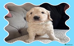 Mini Goldendoodle dogs for sale: Beautiful Family Raised F1 Mini Golden-doodles  - Image 9