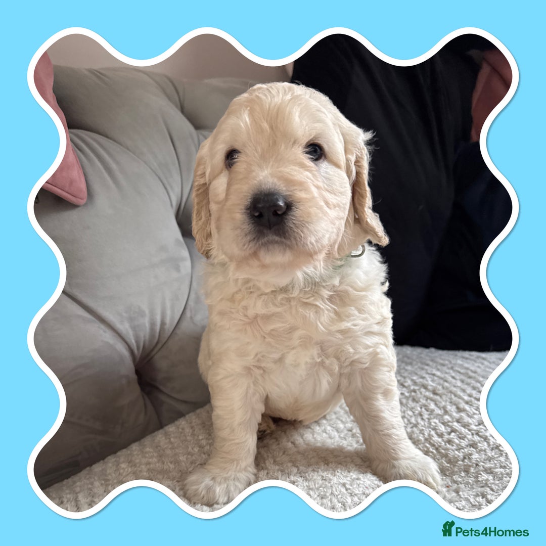 Mini Goldendoodle dogs for sale: Beautiful Family Raised F1 Mini Golden-doodles  - Image 9