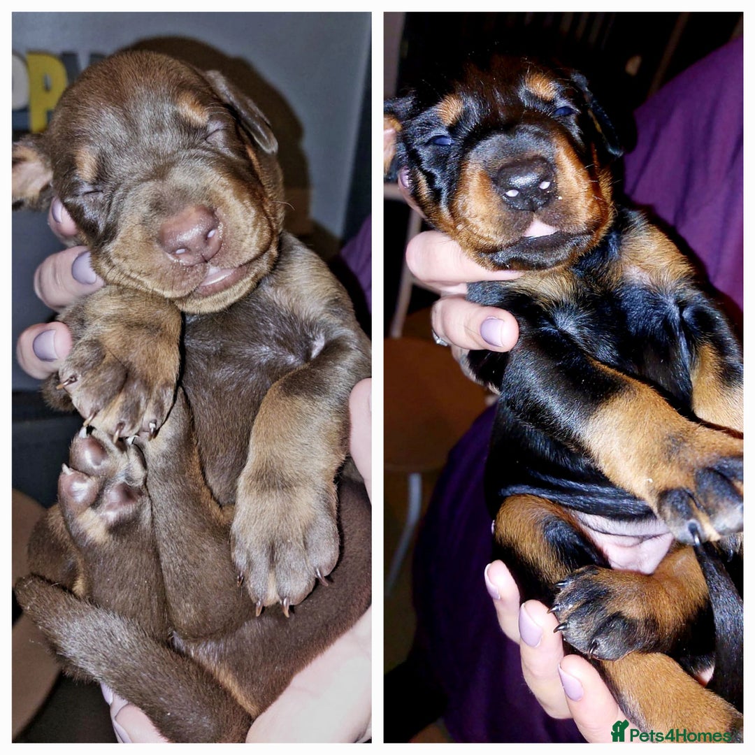 Dobermann dogs for sale: Doberman puppies  - Advert 1