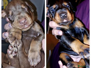 Dobermann dogs Doberman puppies - Advert 8